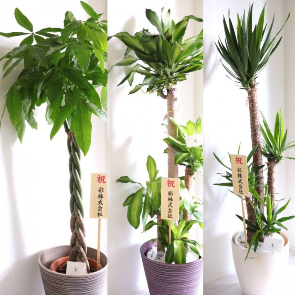 フレッシュな観葉植物